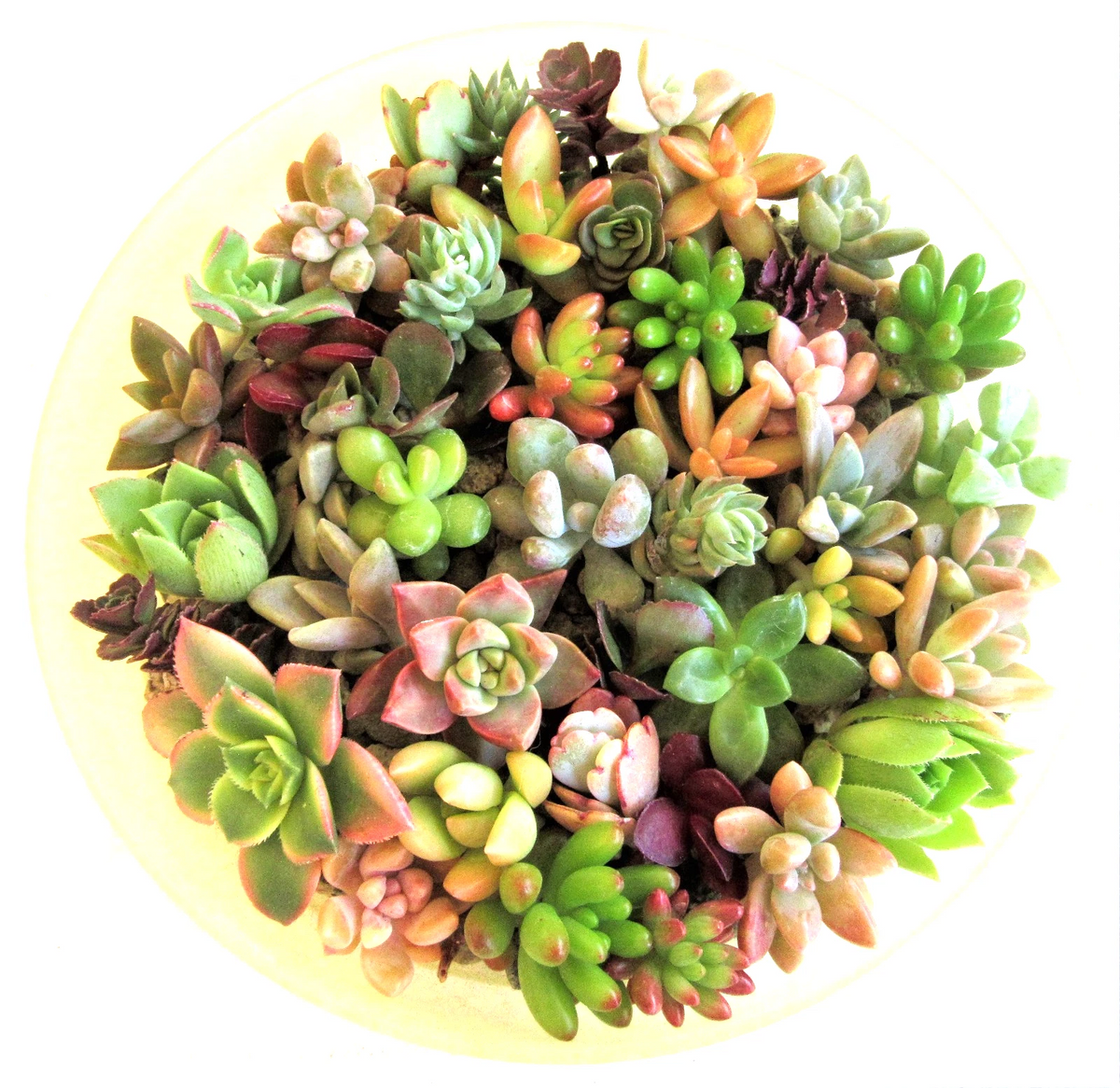 30+ Succulent Rosettes Mix – Unrooted Cuttings 1–2" Variety Pack for DIY, Weddings & Decor