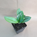 Scindapsus treubii Moonlight (Sterling Silver) 4" Pot - Rooted Cutting Houseplant