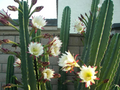 Apple Cereus Cactus Cutting – 12" Unrooted Columnar Cutting for Propagation