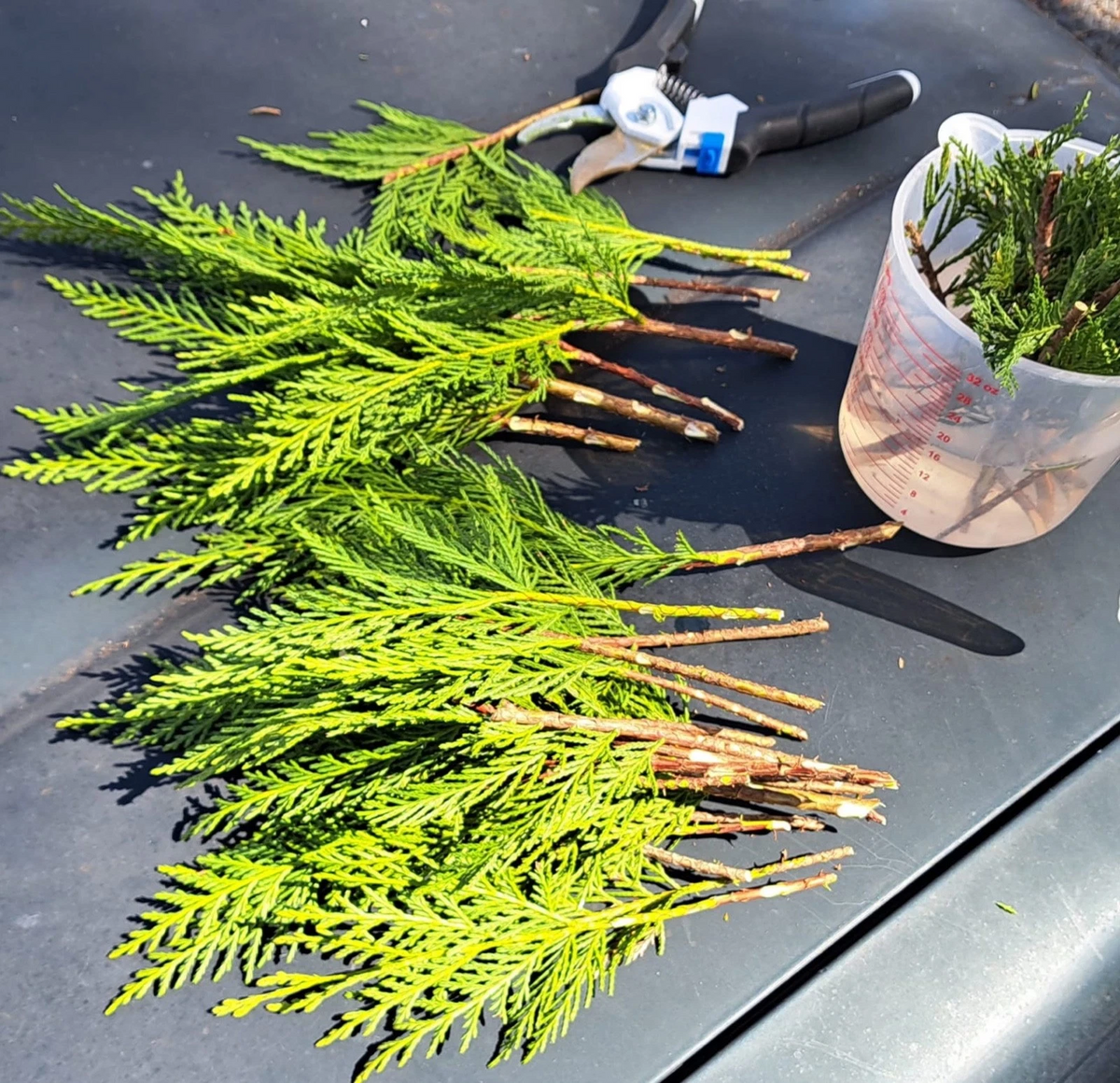 Leyland Cypress Cuttings, 20 Unrooted 6–8 Inches for Privacy Hedge Propagation