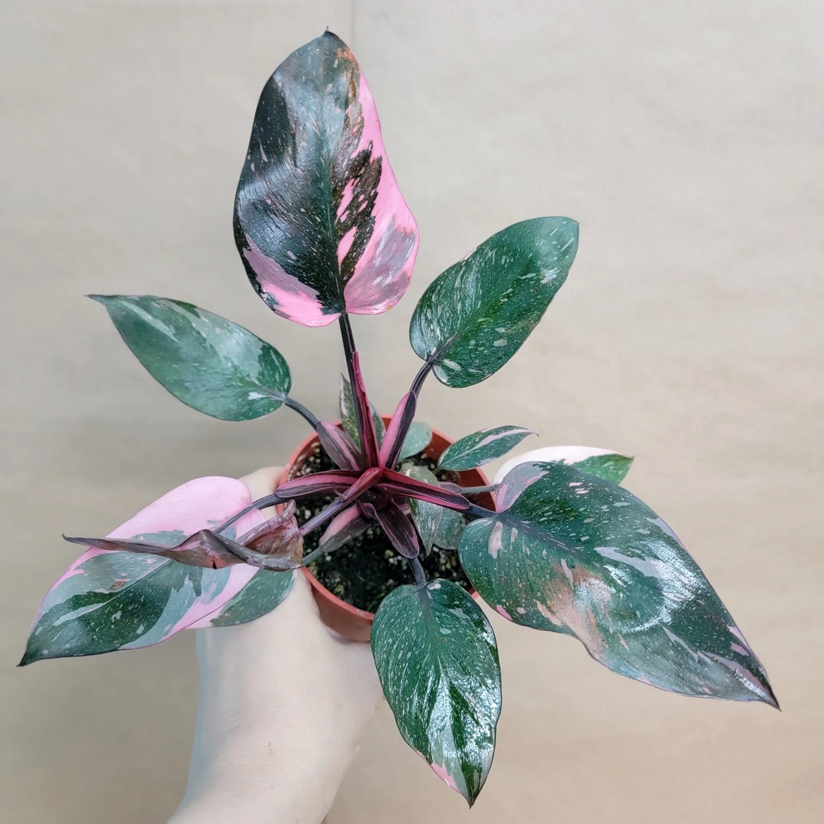 Philodendron Marble Galaxy Pink Princess – 4-Inch Pot, Variegated Aroid