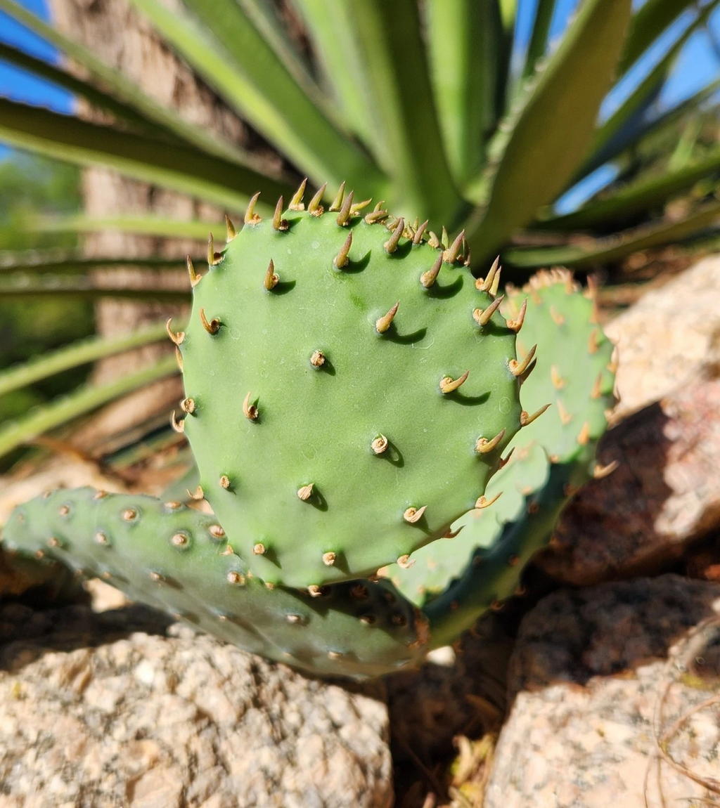 Opuntia macrorhiza Plains Prickly Pear — 1 Fresh Unrooted Cactus Pad Cutting, Cold-Hardy