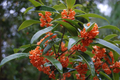 Apricot Echo Osmanthus fragrans - Rooted Sweet Olive Starter Plant