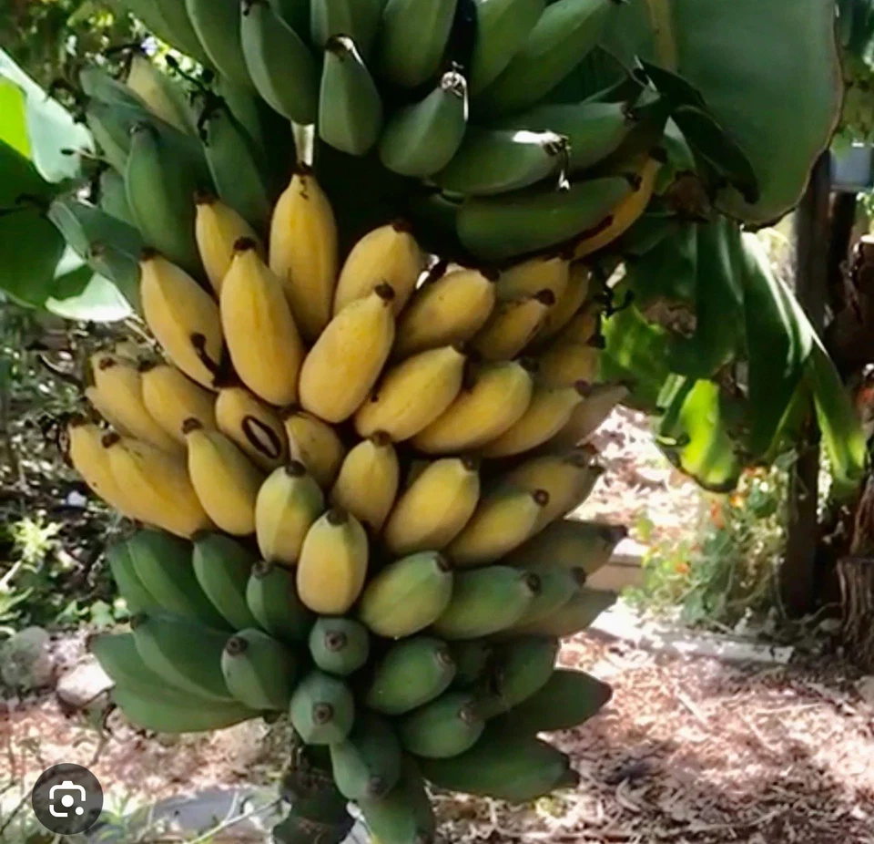 Gold Finger Banana Plant Musa ‘Goldfinger’ – Live Starter Plant, Green Foliage, Container Friendly