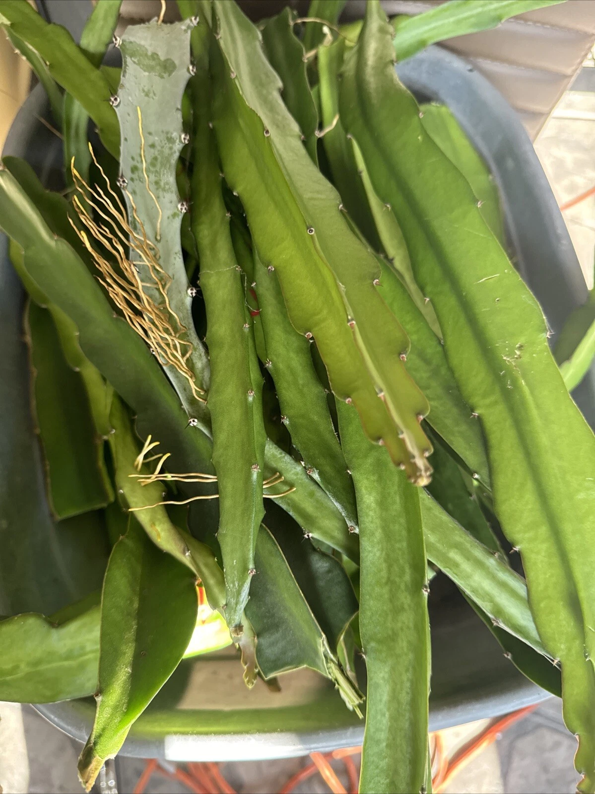 Dragon Fruit Cuttings 8–14 Inches – Unrooted Hylocereus Cactus for Rooting