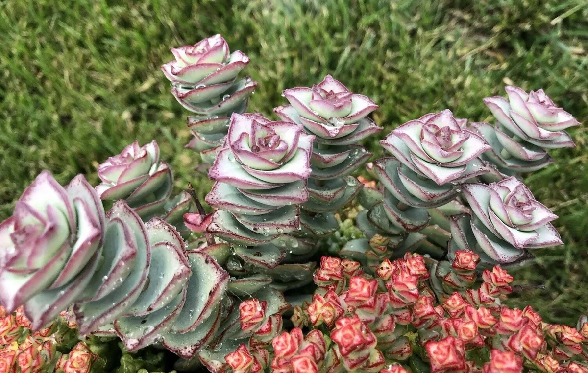 Crassula perforata String of Buttons Cuttings – 2 Fresh 3–4" Live Succulent Stems for Rooting