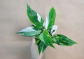 Philodendron White Princess - Live 4" Pot Variegated Aroid