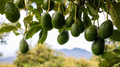 Cleopatra Avocado Cuttings – 5 Wax-Dipped Grafting Scions (Persea americana)