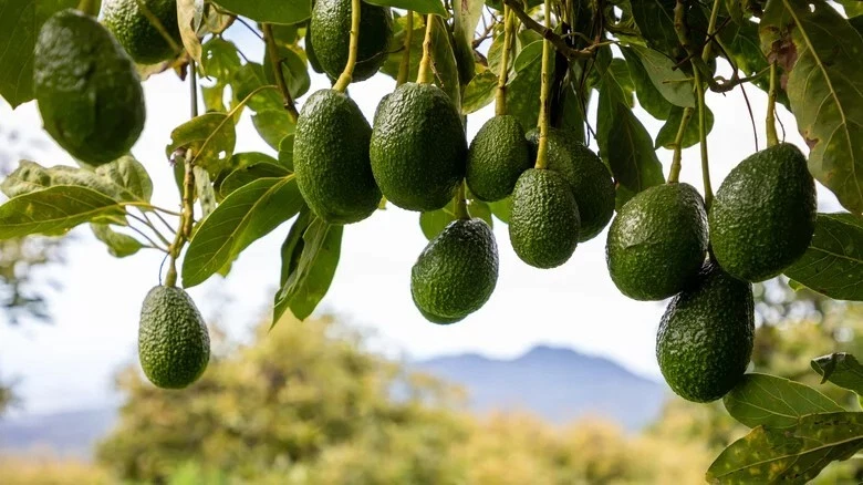 Cleopatra Avocado Cuttings – 5 Wax-Dipped Grafting Scions (Persea americana)