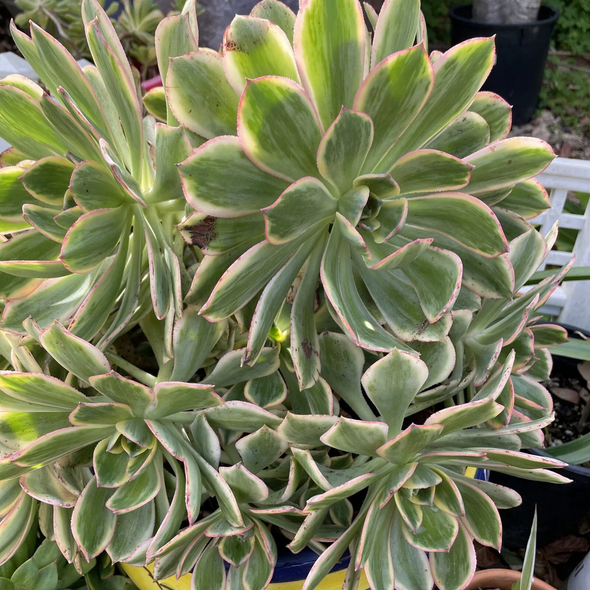 Aeonium Sunburst Cuttings – 2 Live 4–6
