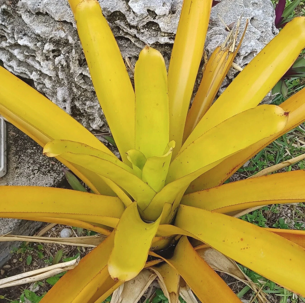 Aechmea blanchetiana ‘Lemon’ Bromeliad Pup - Yellow Foliage, Full Sun