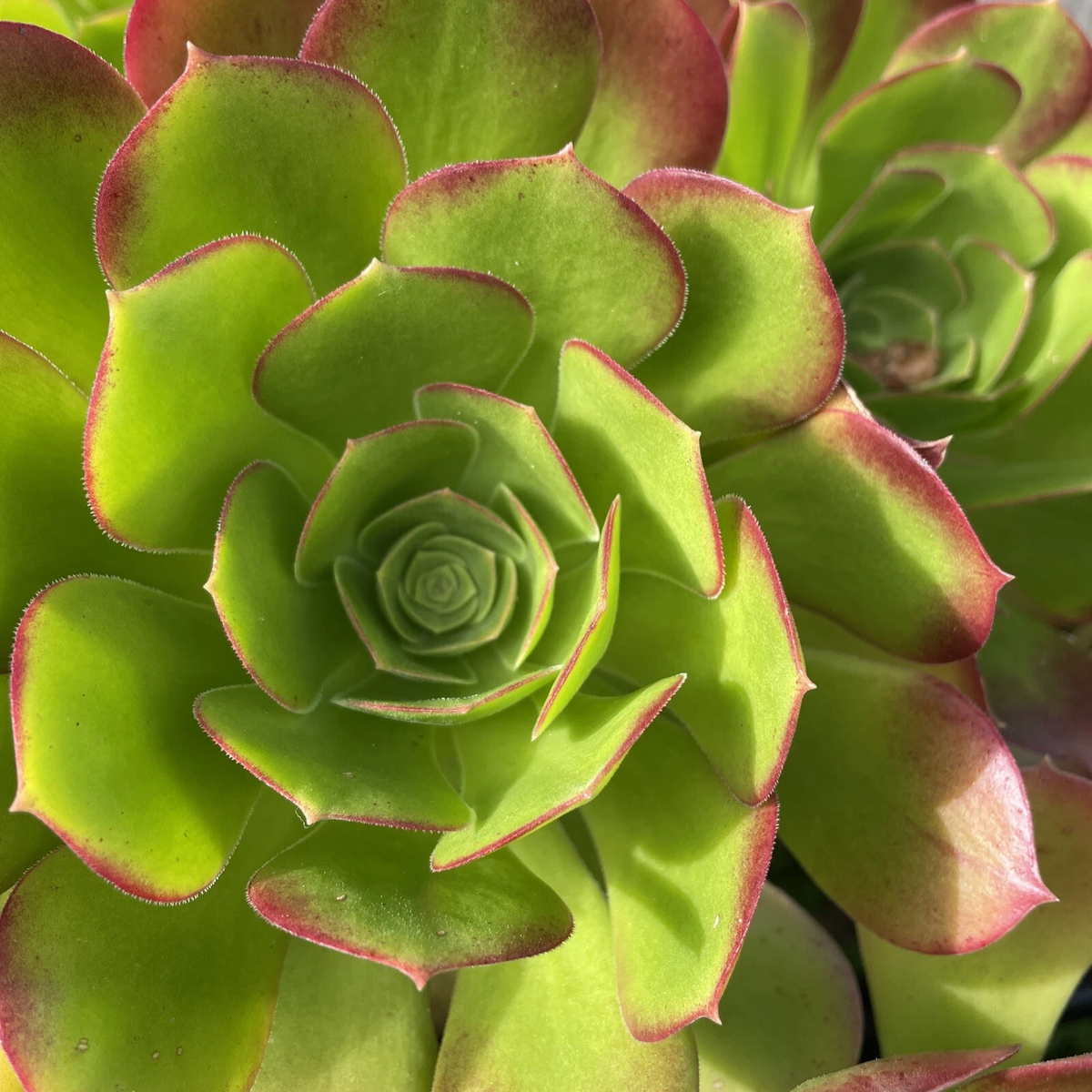 Aeonium Green Red – 2 Live Cuttings, 3–5