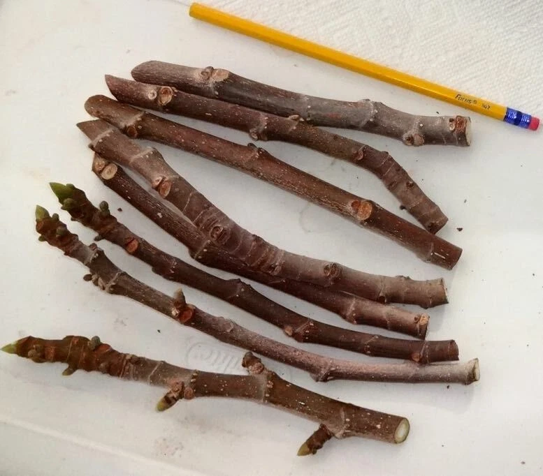 Texas Everbearing Fig Cuttings — 3 Fresh 6–8
