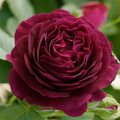 Twilight Zone Rose Cuttings – 3 Unrooted Stems for Rooting or Grafting