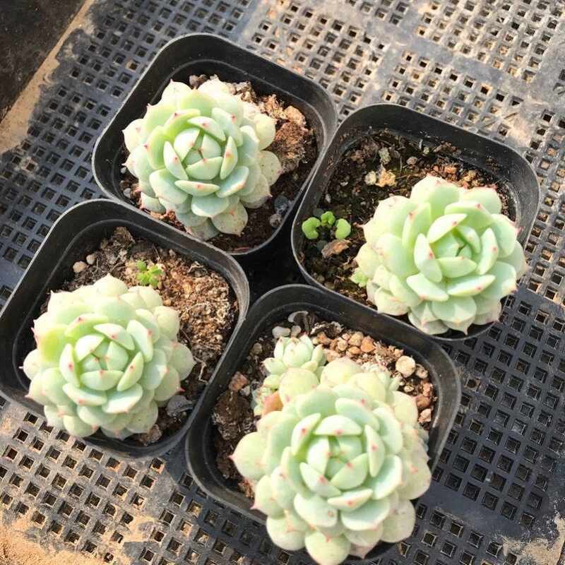 Echeveria derenbergii Succulent - Live Plant in 2" Pot, Compact Rosette