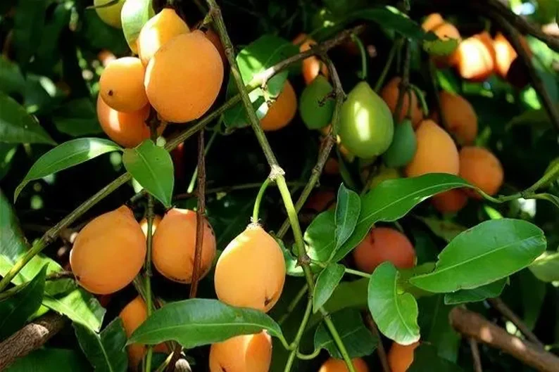 Achacha Garcinia humilis Unrooted Cutting – Fresh Tropical Fruit Tree Cutting