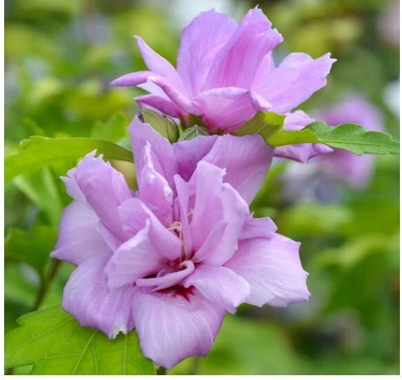 French Cabaret Blush Rose of Sharon Starter Plants - Hibiscus syriacus, Pink Double Blooms