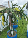 Florida Physical Graffiti Dragon Fruit Cutting (12-inch) - Hylocereus/Selenicereus Hybrid