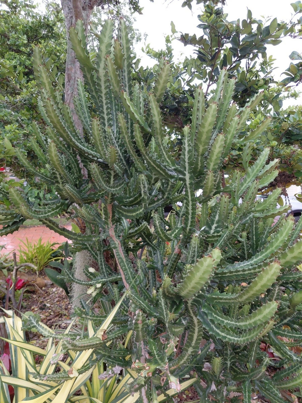 Dragon Bones Cactus Cutting - Euphorbia lactea 'Milk Stripe' Variegated Candelabra Cutting