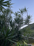 Dracaena Marginata Cuttings - 25 Unrooted 6–10 in Dragon Tree Stems for Bonsai & Propagation
