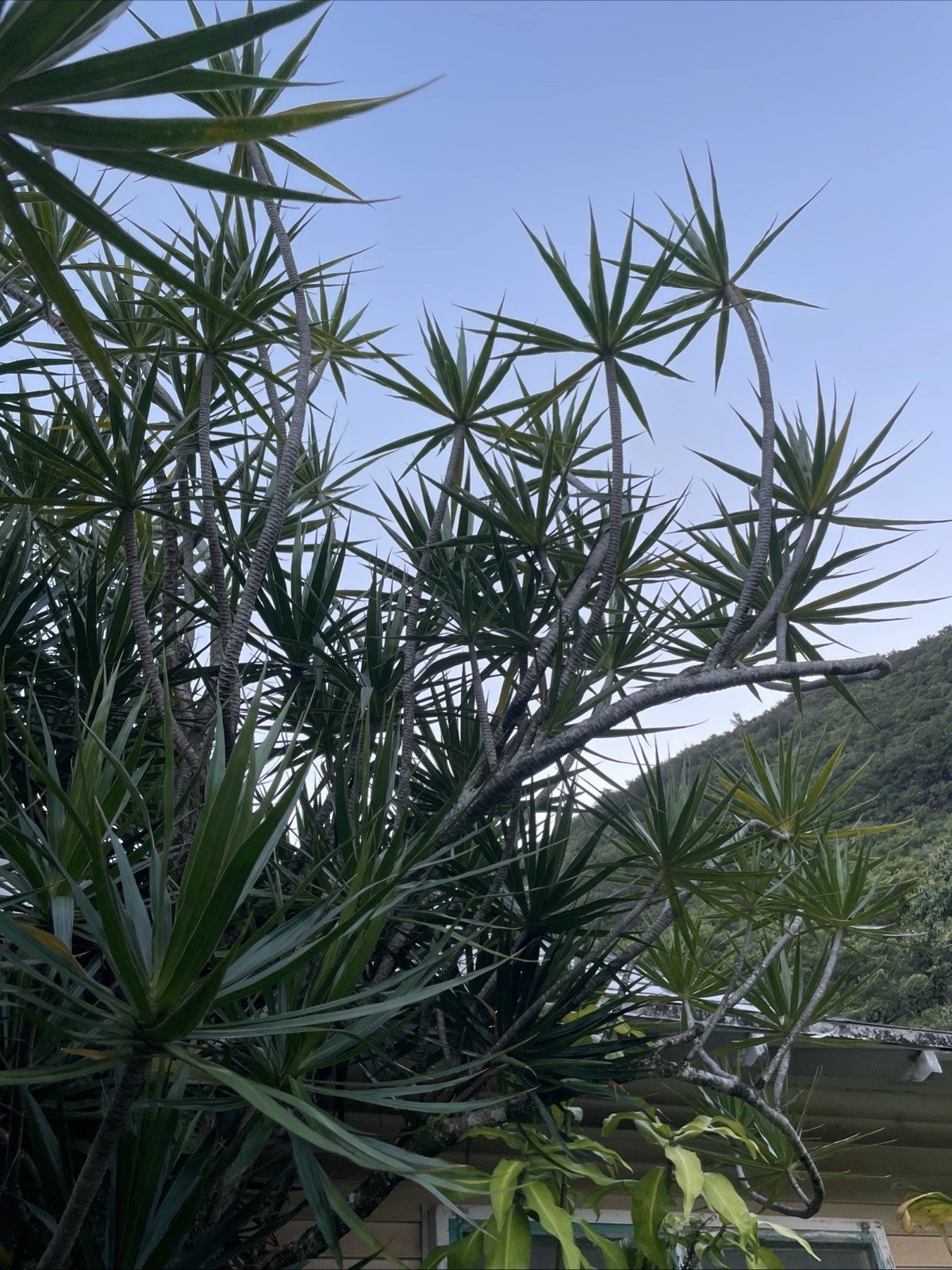Dracaena Marginata Cuttings - 25 Unrooted 6–10 in Dragon Tree Stems for Bonsai & Propagation