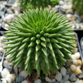 Euphorbia susannae - Live 4" Pot | Rare Compact Succulent