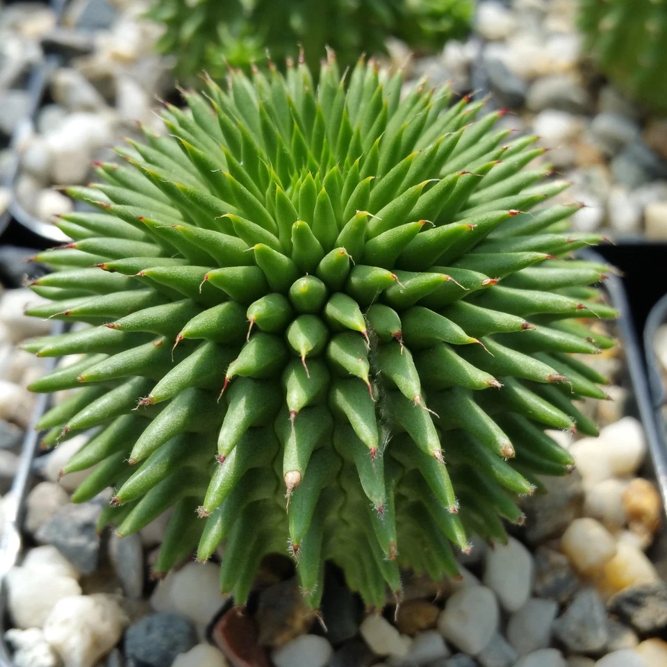Euphorbia susannae - Live 4" Pot | Rare Compact Succulent