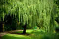 Weeping Willow Cuttings (White Willow) – 12 Unrooted Salix Cuttings for Fast-Growing Shade