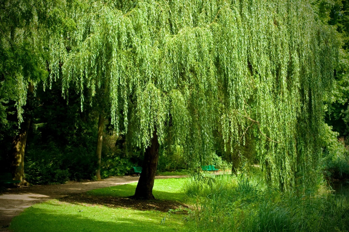 Weeping Willow Cuttings (White Willow) – 12 Unrooted Salix Cuttings for Fast-Growing Shade