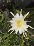 Mature Lisa Dragon Fruit Cuttings | Hylocereus Pitaya Unrooted Stem Cuttings