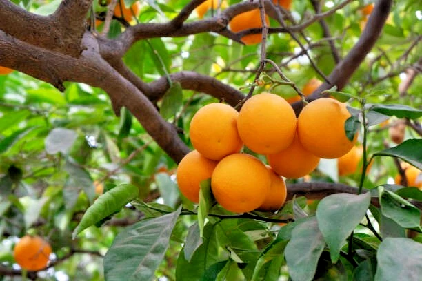 5 Navel Orange Scion Cuttings (Citrus sinensis) 6–8" - Fresh California Wood for Grafting