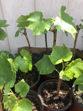 Green Seedless Grape Vine Cutting - 12" Rooted Cutting in Pot, Ready to Plant