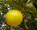 Palestine Sweet Lemon Cutting - 6–8" Unrooted Citrus Scion for Rooting or Grafting