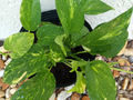 Golden Pothos Live Rooted Plant Epipremnum aureum Starter Vine