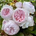 Earth Angel Rose Cuttings – 3 Unrooted Floribunda 6-Inch Stems, Fragrant Pink