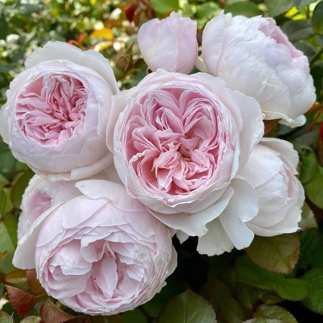 Earth Angel Rose Cuttings – 3 Unrooted Floribunda 6-Inch Stems, Fragrant Pink