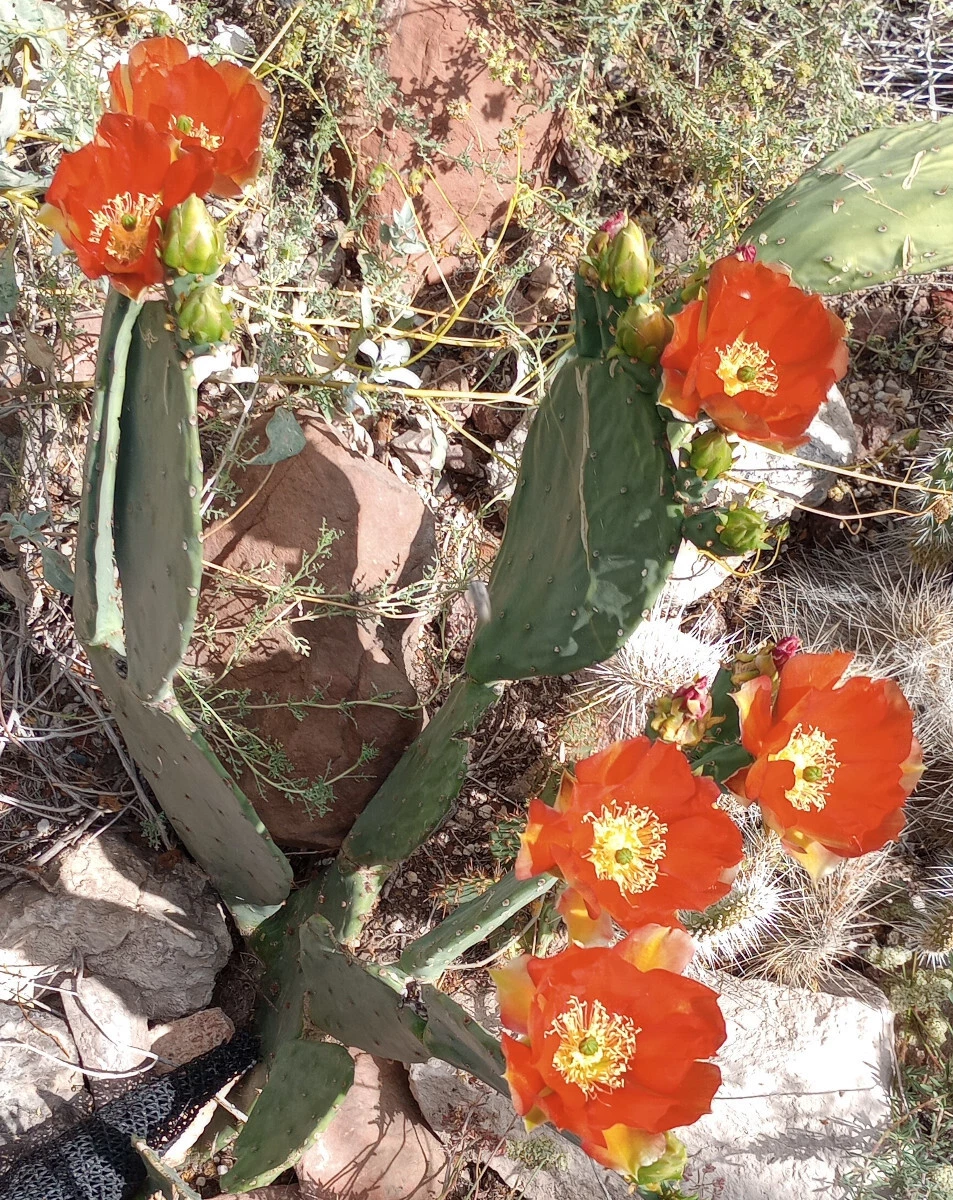 Opuntia Orange Julius Spineless Cactus Pad - Large Live Pad for Pots or Garden