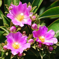 Pereskia grandifolia Seeds – 10 Leaf Cactus Seeds for Collectors