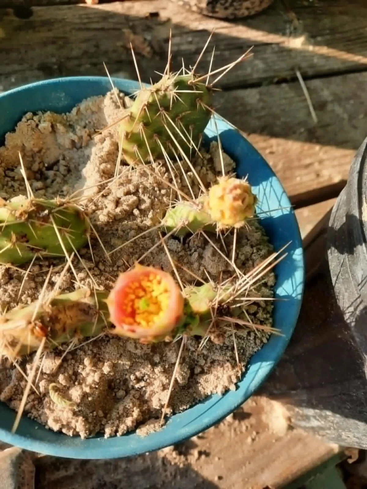 Opuntia macrorhiza × polyacantha Live Cactus Plant – Cold-Hardy Prickly Pear Hybrid