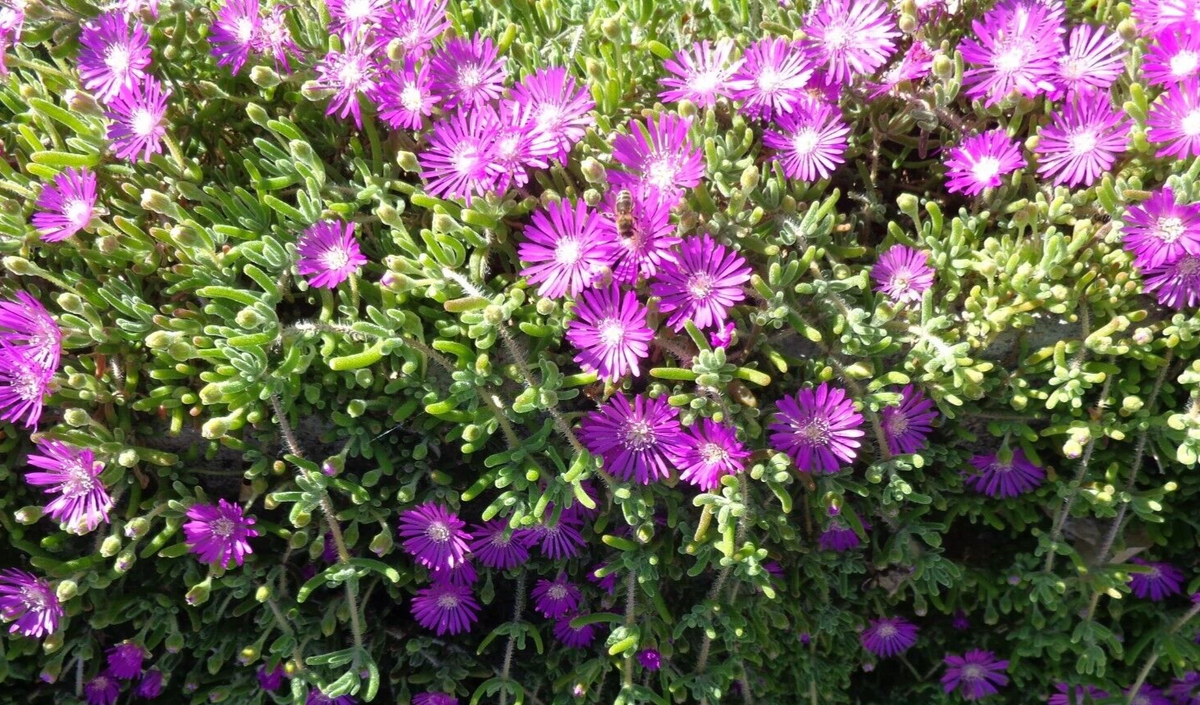 Creeping Ice Plant Cuttings (Delosperma/Lampranthus) 5–7" — Unrooted Cuttings, Purple/Pink Blooms