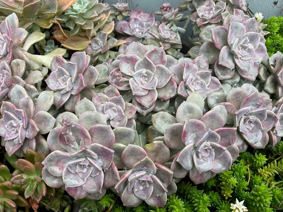 Graptopetalum Purple Delight Cuttings | 2 Unrooted Rosette Succulent Cuttings