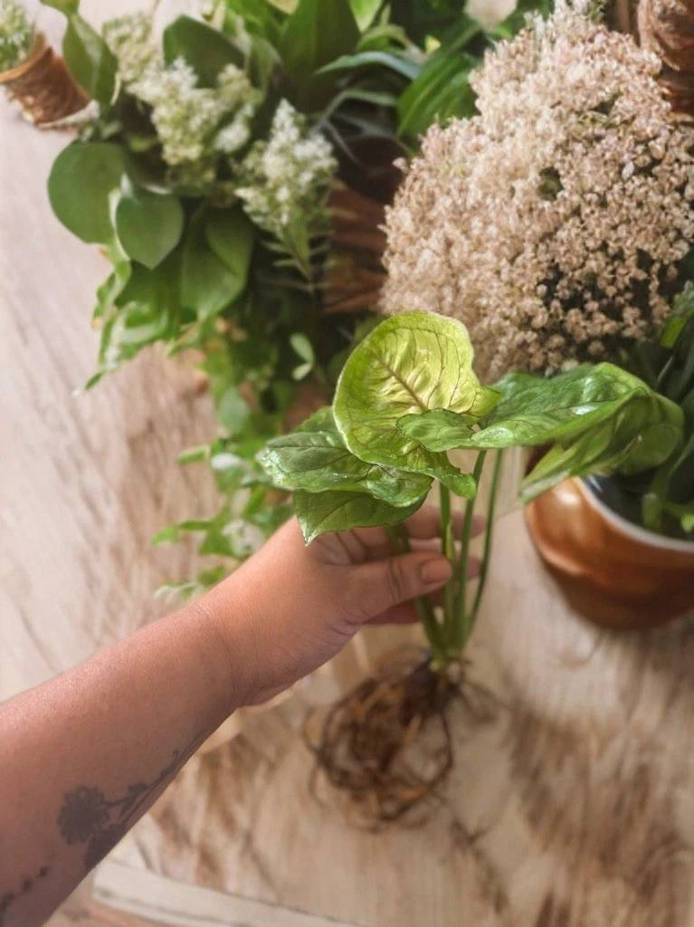 Syngonium Berry Allusion - Rooted Leaf Cutting, Pink-Tinted Arrowhead Plant