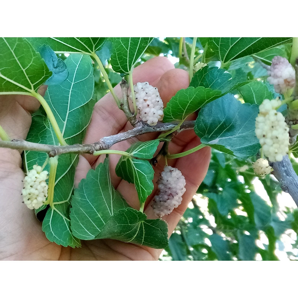 White Mulberry Cuttings (Morus alba) - 10 Unrooted Fresh Cuttings for Grafting or Rooting