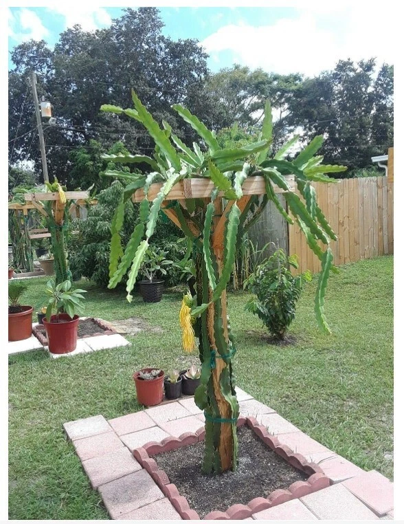 Dragon Fruit Cactus Plant (Hylocereus undatus) 18" Live Potted