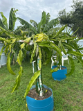 La Verne Red Dragon Fruit Cutting – 12"+ Hylocereus Pitahaya (Florida-Grown) Live Cutting