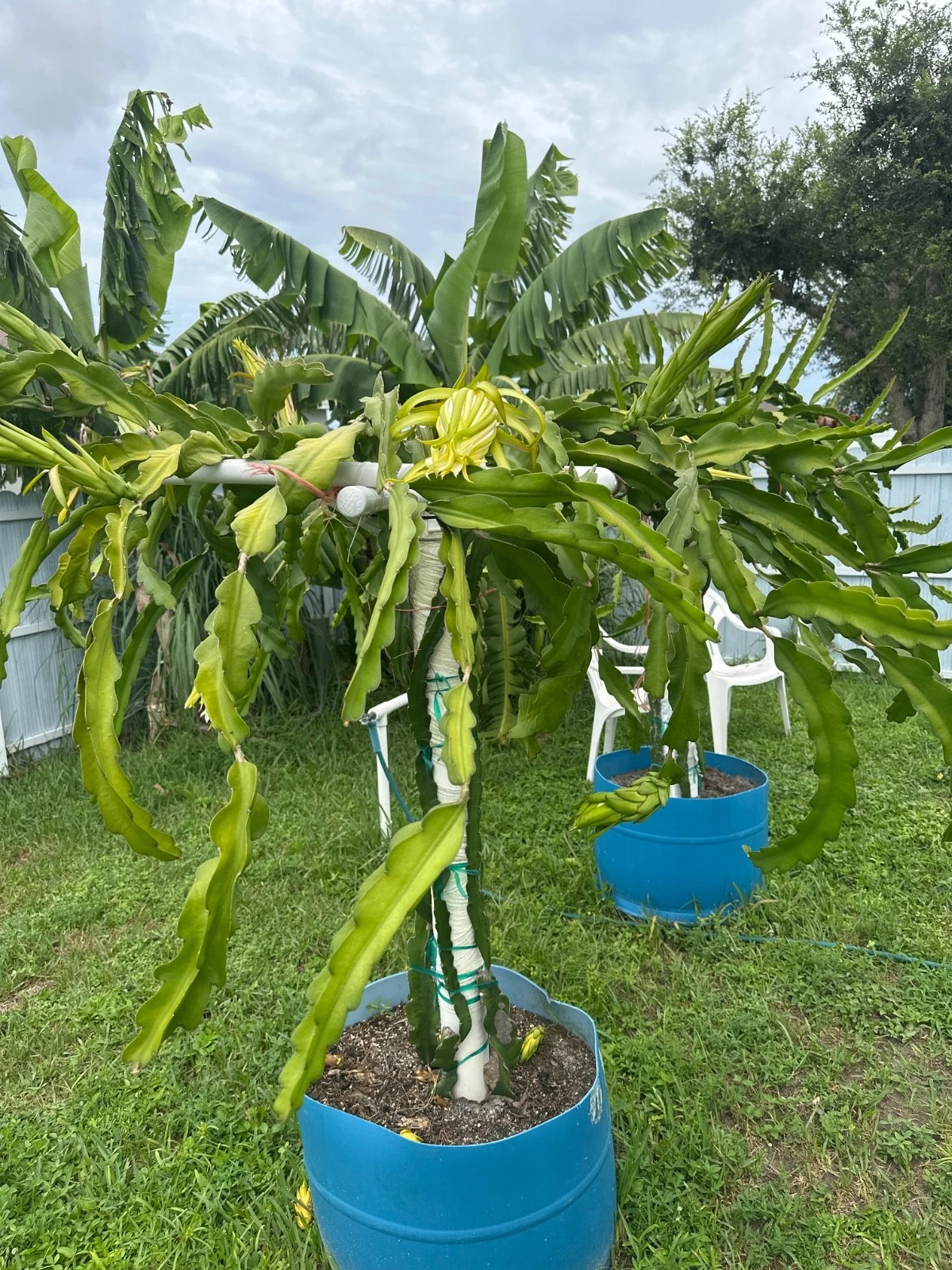 La Verne Red Dragon Fruit Cutting – 12"+ Hylocereus Pitahaya (Florida-Grown) Live Cutting