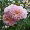 Ausmajesty English Rose Cuttings – 3 Unrooted 5–8" Stems for Propagation