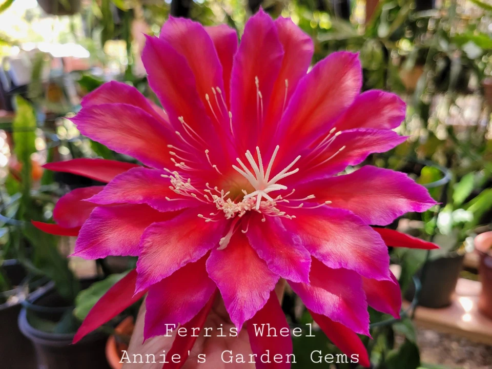 Epiphyllum Ferris Wheel Unrooted Cuttings - 8–10 Inch Orchid Cactus Segments