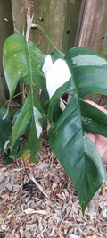 Epipremnum Pinnatum Marble Variegated Live Cutting – Aroid Vine