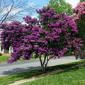 Crape Myrtle Cuttings – 7 Unrooted Fresh Lagerstroemia Stems for Rooting